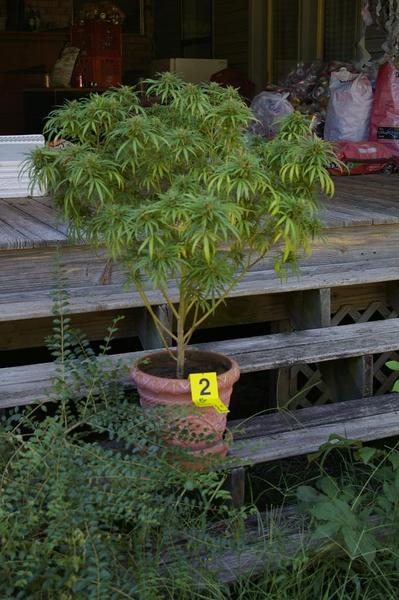 Marijuana plant with evidence indicator.